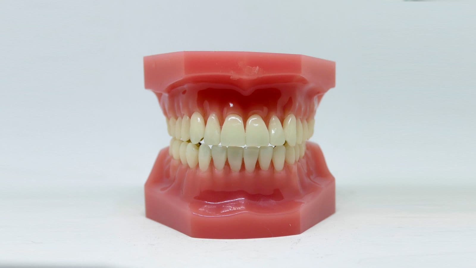 Modelo odontológico com dentes e gengiva